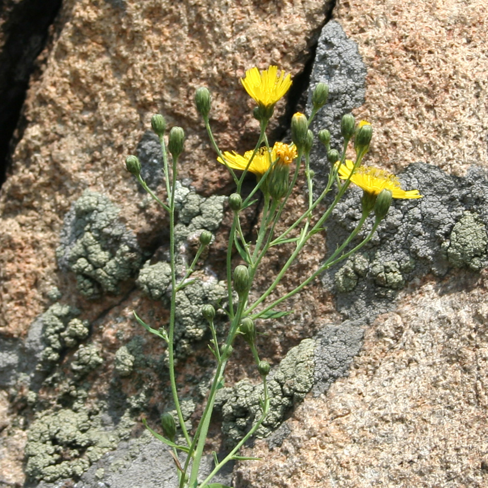Image of Hieracium robustum specimen.