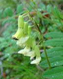 Astragalus secundus. Соцветие. Якутия (Саха), Алданский р-н, берег р. Тимптон, 202 км от устья. 02.07.2011.