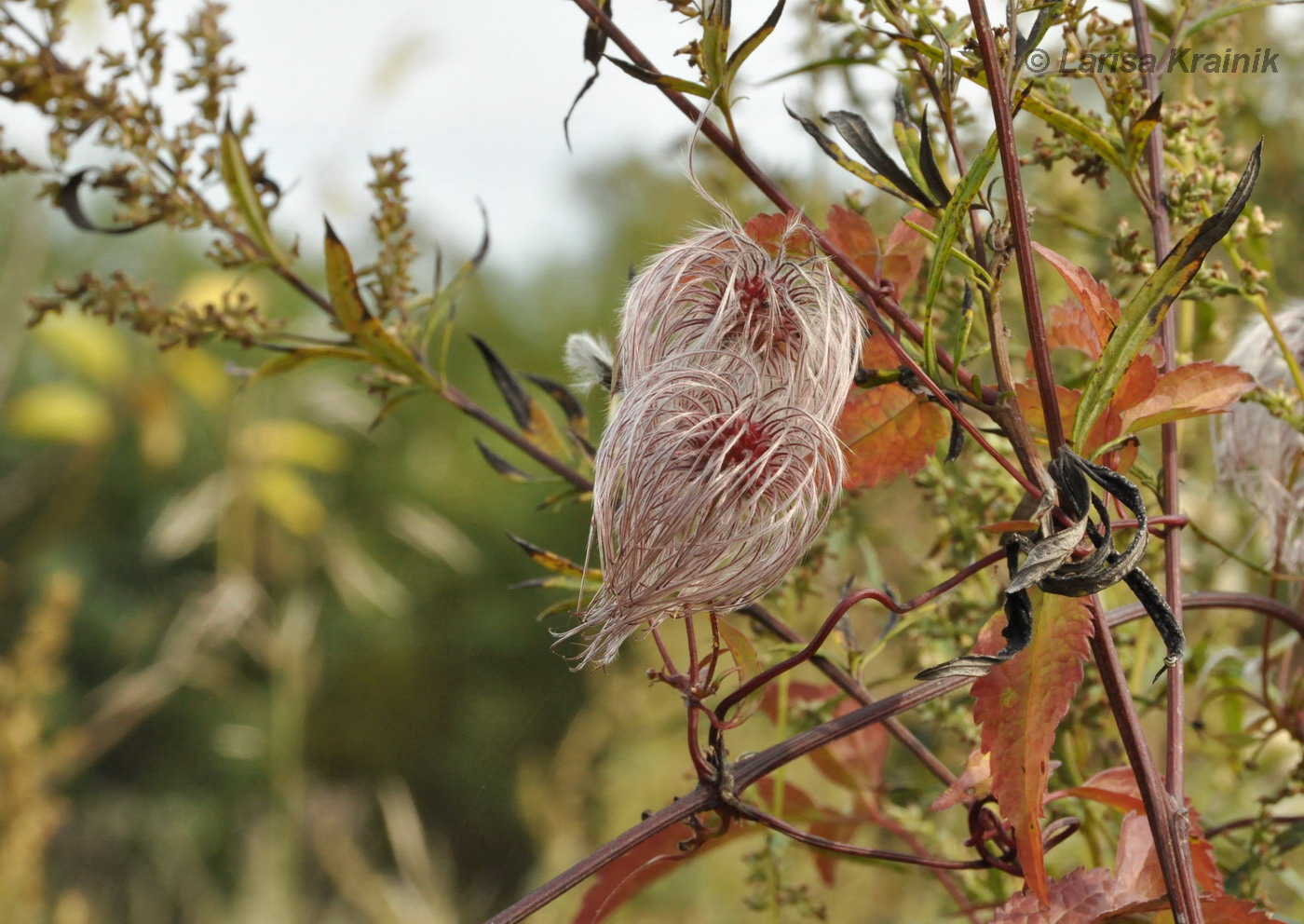 Изображение особи Clematis serratifolia.