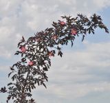 Rosa glauca