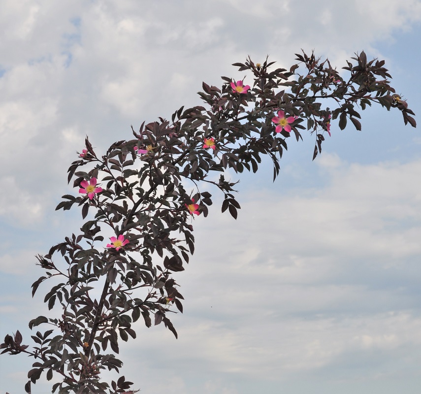 Изображение особи Rosa glauca.