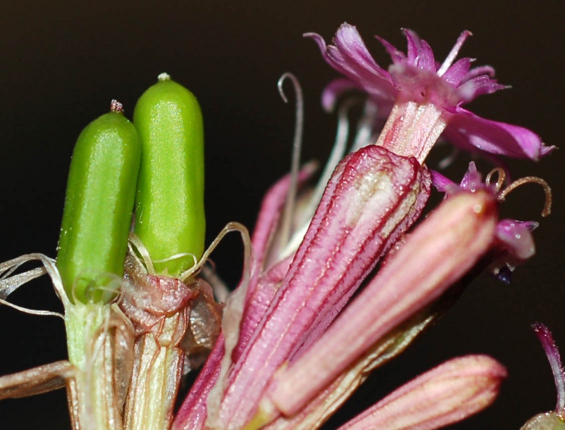 Image of Silene armeria specimen.