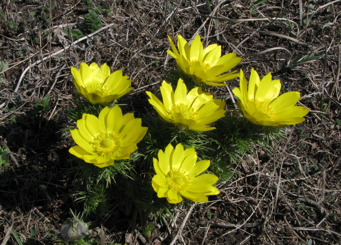 Image of Adonis vernalis specimen.