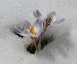 Crocus reticulatus
