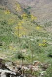 Ferula sumbul