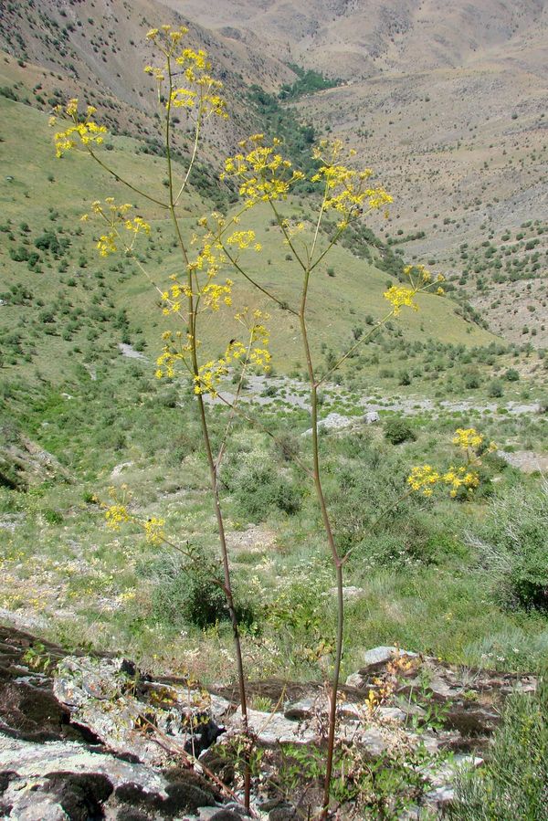 Image of Ferula sumbul specimen.