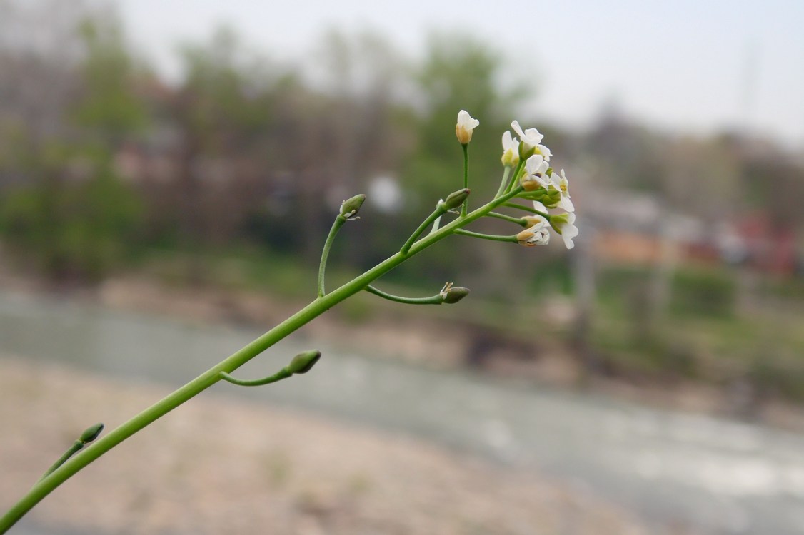 Изображение особи Calepina irregularis.