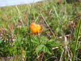 Rubus chamaemorus. Плодоносящее растение на приморском лугу (также видны бутонизирующие особи Calluna vulgaris). Карелия, Кемский р-н, окр. пос. Рабочеостровск. 12.07.2011.