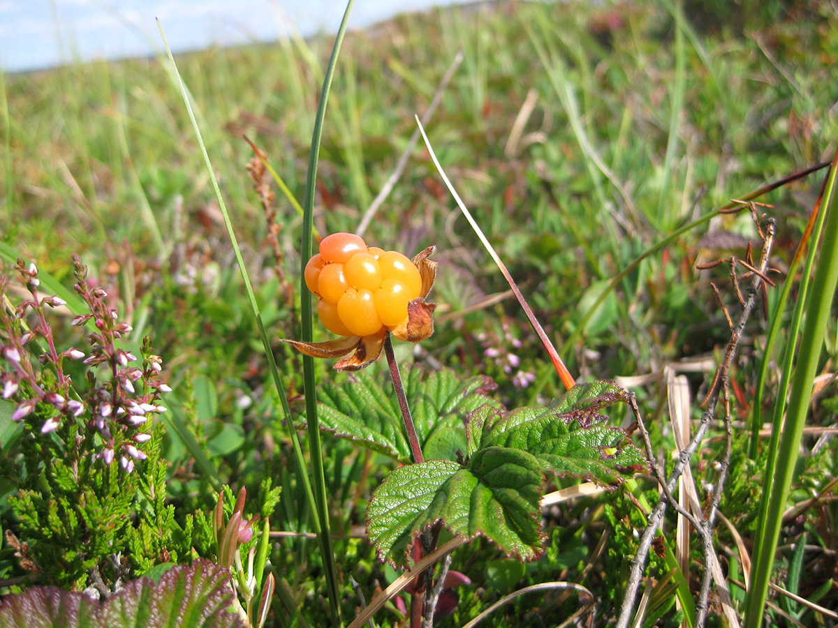 Изображение особи Rubus chamaemorus.