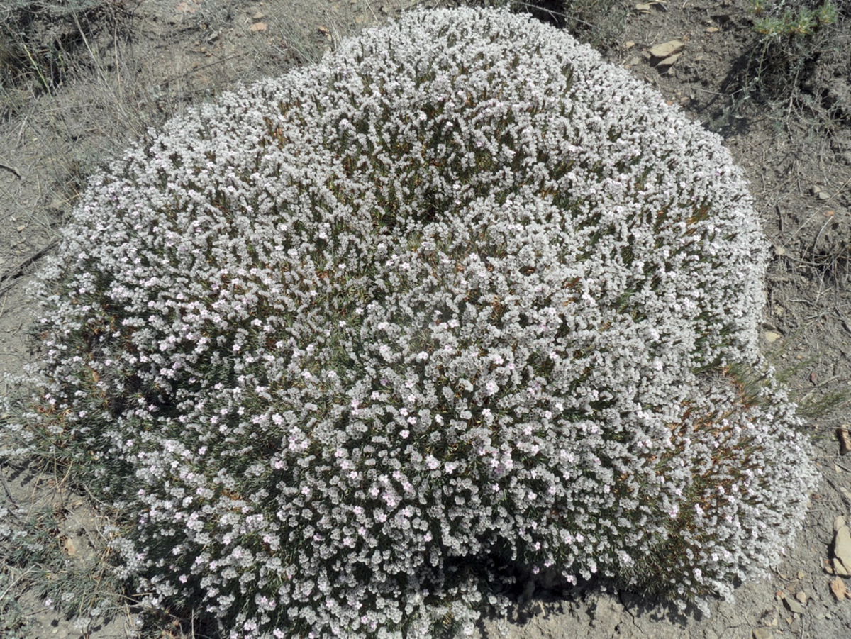 Image of Acantholimon schemachense specimen.