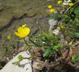 Ranunculus repens. Цветущее и плодоносящее растение. Краснодарский край, Абинский р-н, окр. станицы Шапсугская, каменистый берег р. Скобидо. 30.04.2016.