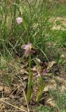 Ophrys oestrifera. Цветущие растения. Крым, окр. Балаклавы, редколесье из сосны пицундской и можжевельника высокого. 30 апреля 2016 г.