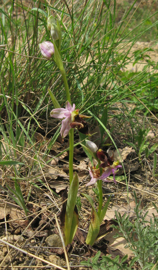 Image of Ophrys oestrifera specimen.
