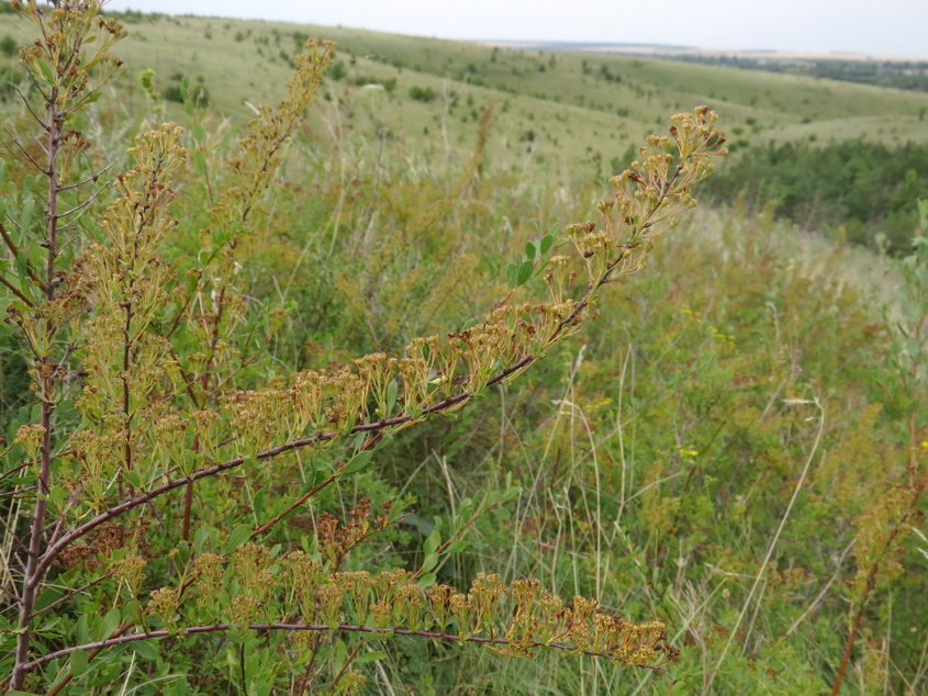 Изображение особи Spiraea litwinowii.