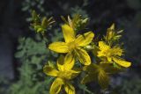 Hypericum perforatum. Соцветие. Самарская обл., Ставропольский р-н, окр. с. Винновка, южный склон Жигулёвской возвышенности, остепнённый луг. 12.07.2006.