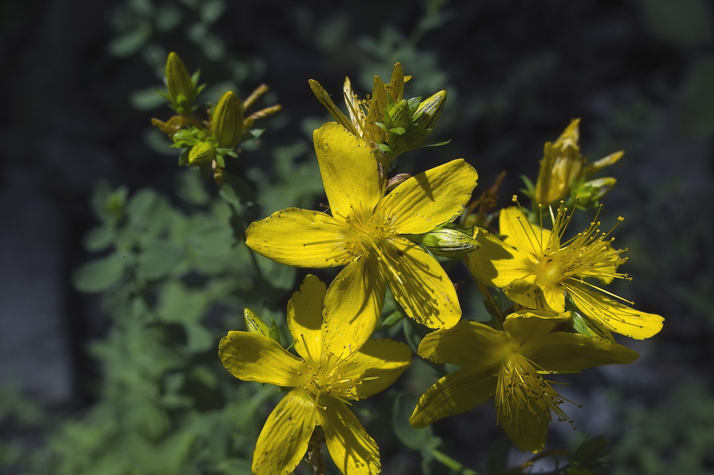 Изображение особи Hypericum perforatum.