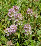 Thymus markhotensis