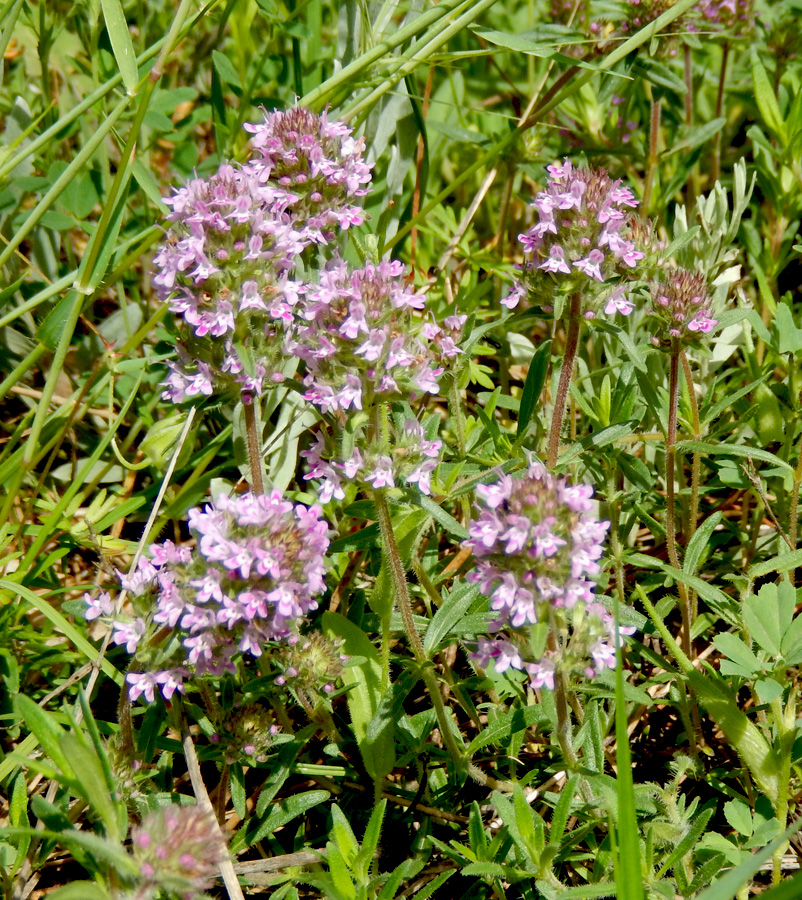 Image of Thymus markhotensis specimen.