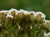 Achillea nobilis