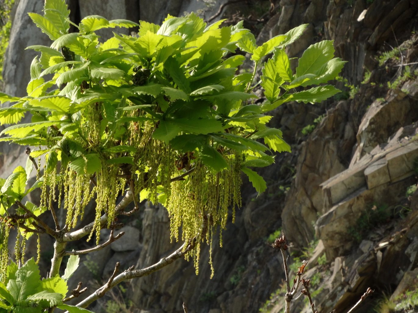 Изображение особи Quercus mongolica.