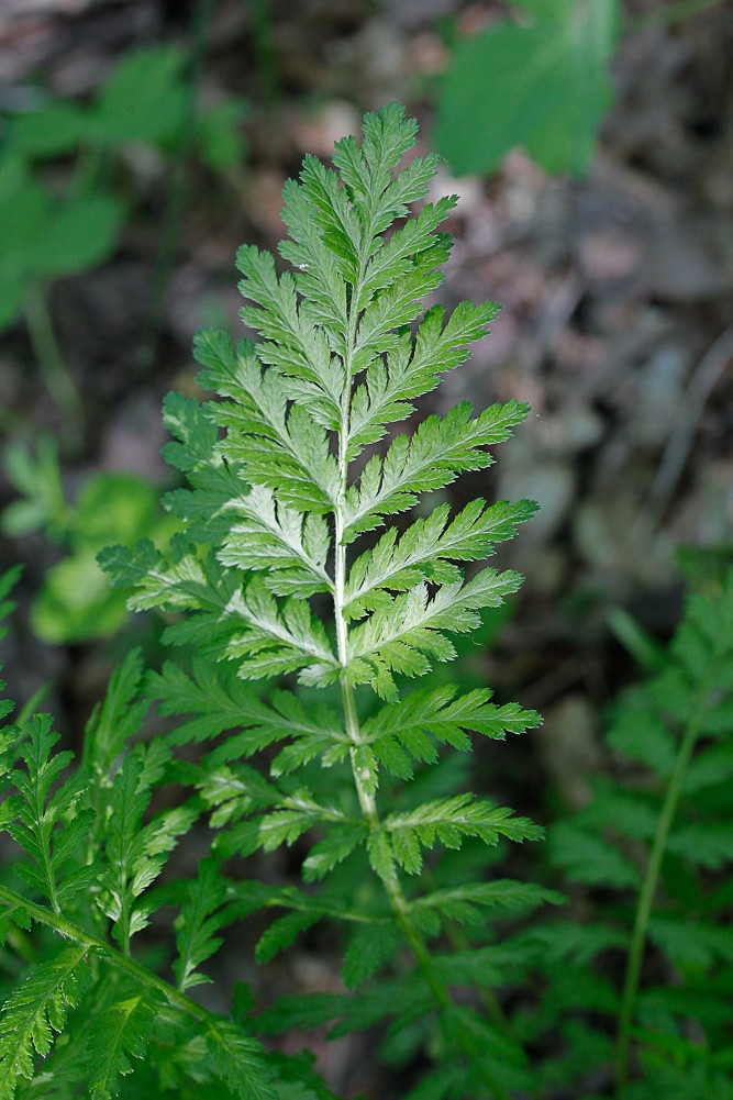 Image of Pyrethrum corymbosum specimen.