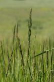 Calamagrostis epigeios