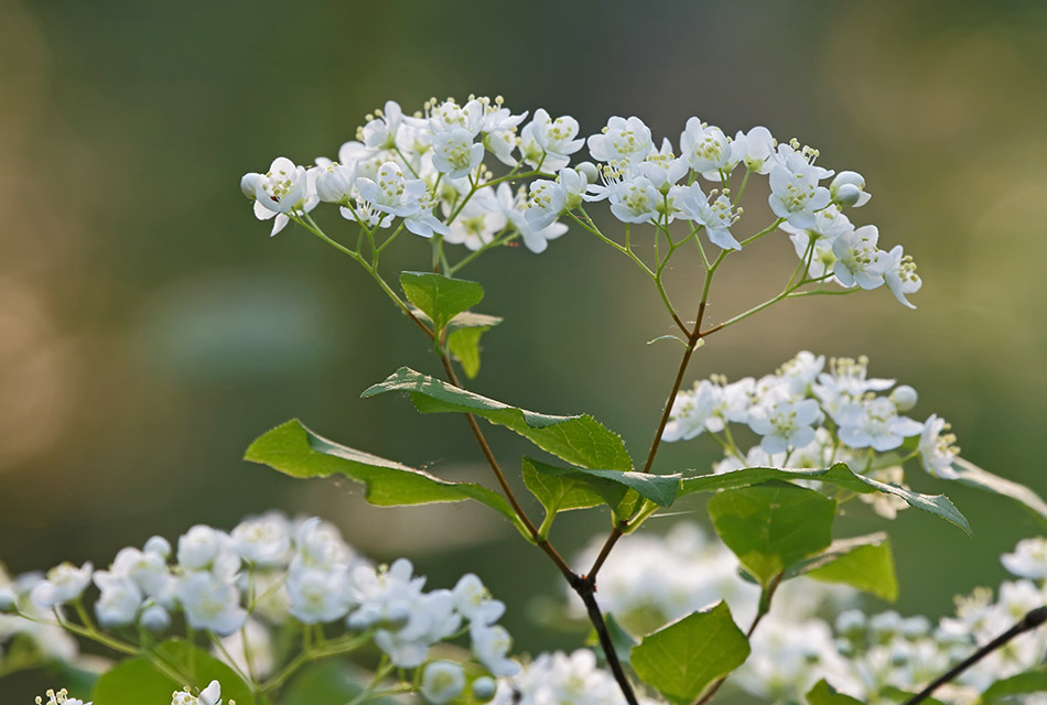 Изображение особи Deutzia parviflora.