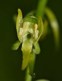 Platanthera maximowicziana. Цветок. Приморский край, окр. г. Находка, в дубовом лесу. 04.07.2016.