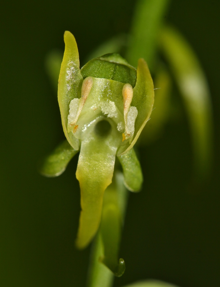 Image of Platanthera maximowicziana specimen.