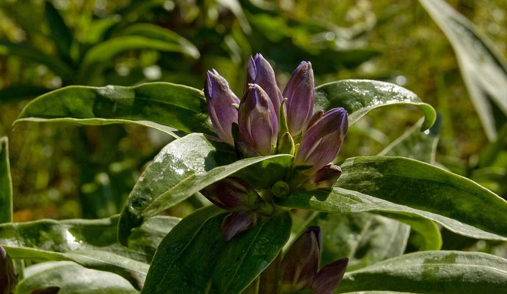 Image of Gentiana cruciata specimen.