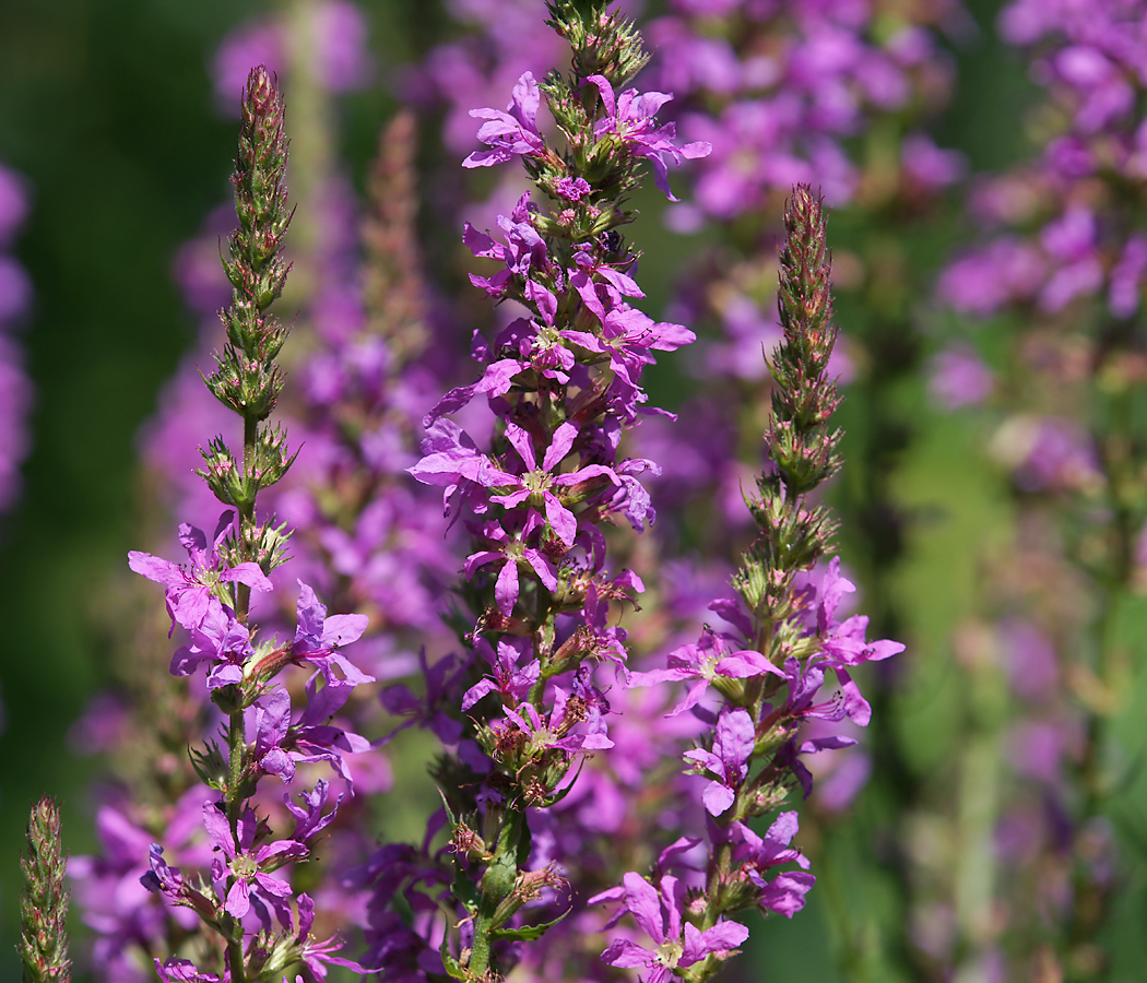 Image of Lythrum salicaria specimen.