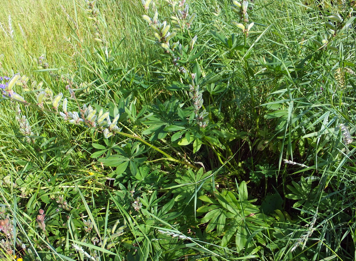 Изображение особи Lupinus polyphyllus.