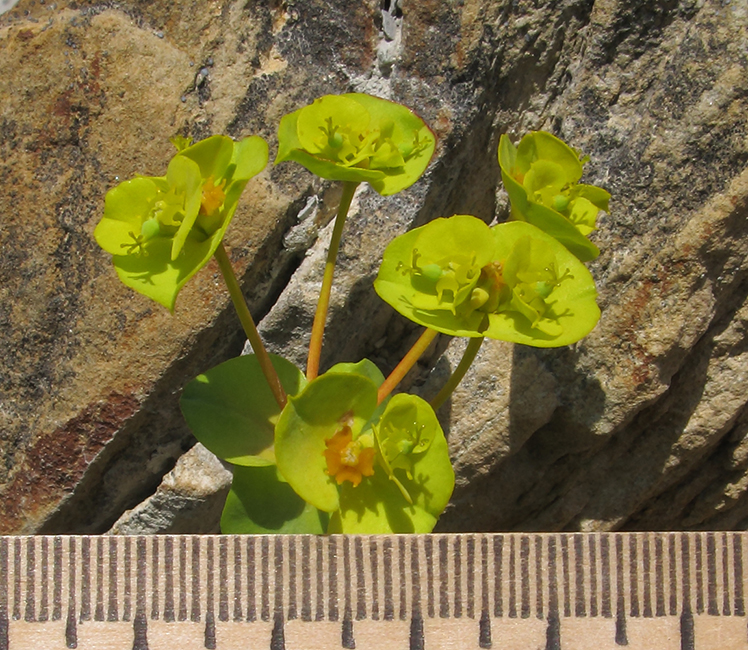 Image of Euphorbia petrophila specimen.