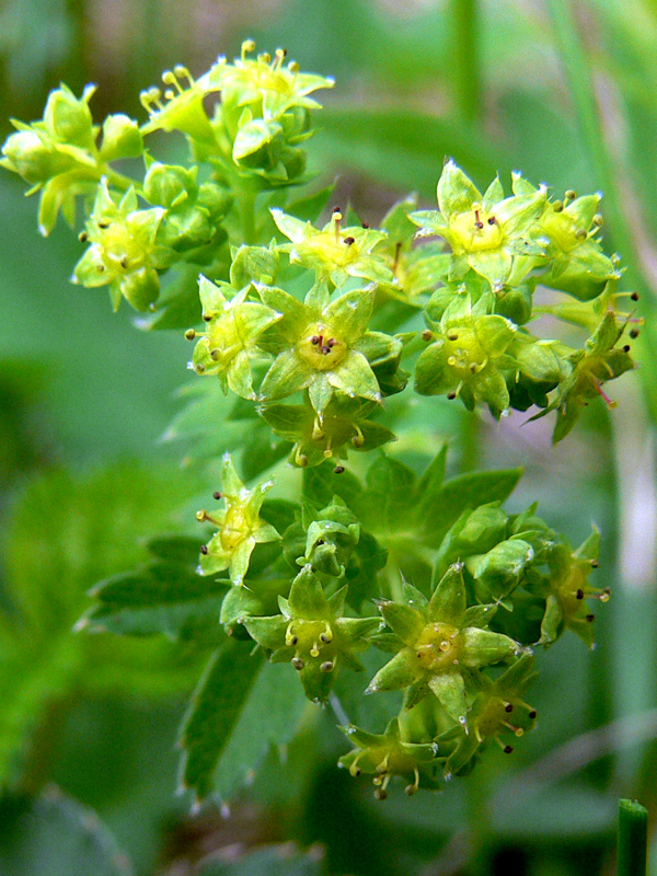 Изображение особи Alchemilla auriculata.