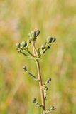 Hieracium robustum. Соцветие. Татарстан, Новошешминский р-н, остепненный луг на увале в окр. села Татарское Утяшкино. 4 июля 2016 г.