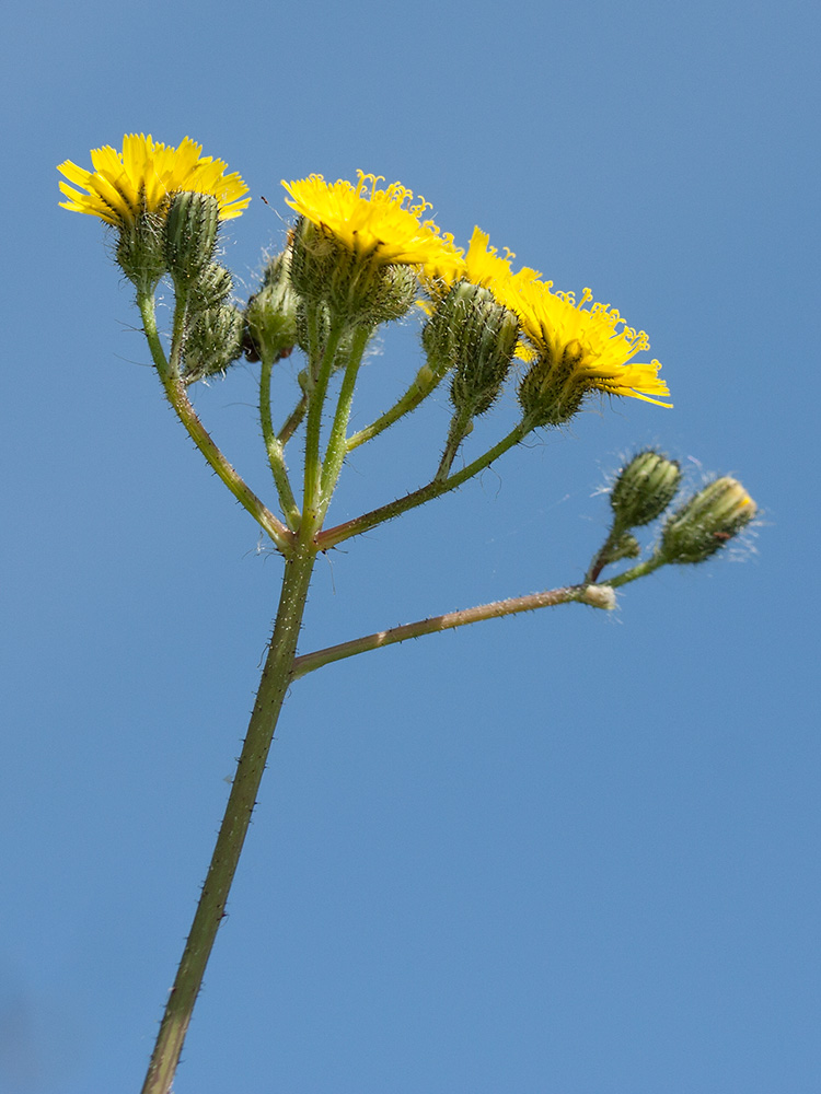 Image of Pilosella praealta specimen.