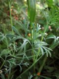 Eschscholzia californica