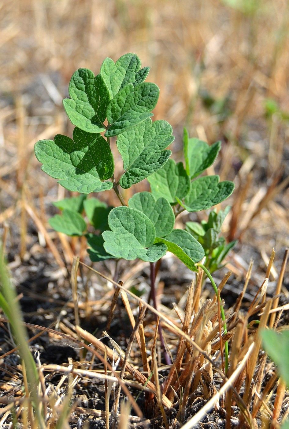 Image of Thalictrum flavum specimen.