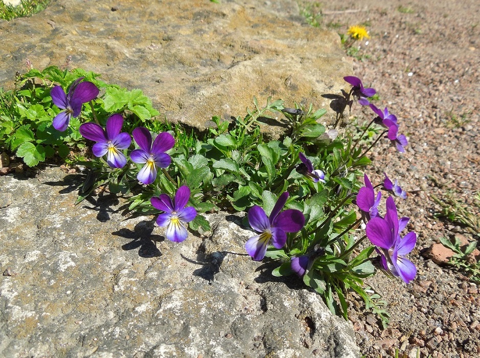 Изображение особи род Viola.