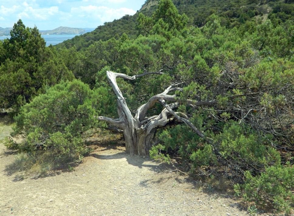 Image of Juniperus excelsa specimen.