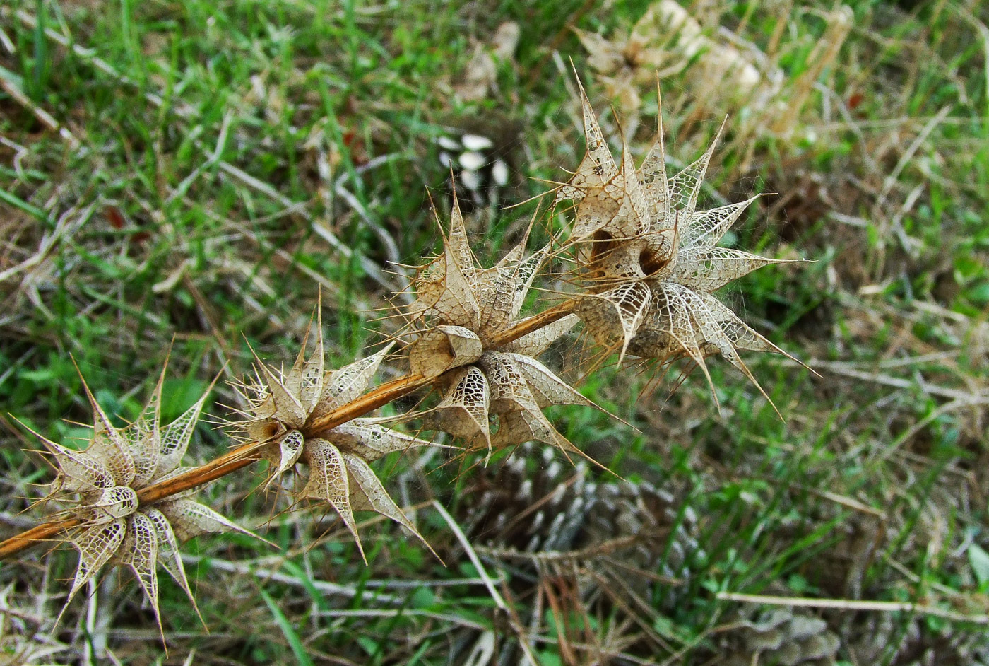 Image of Moluccella spinosa specimen.