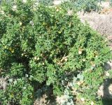 Solanum linnaeanum. Цветущее и плодоносящее растение. Тунис, Хергла, побережье Средиземного моря. 25.09.2016.
