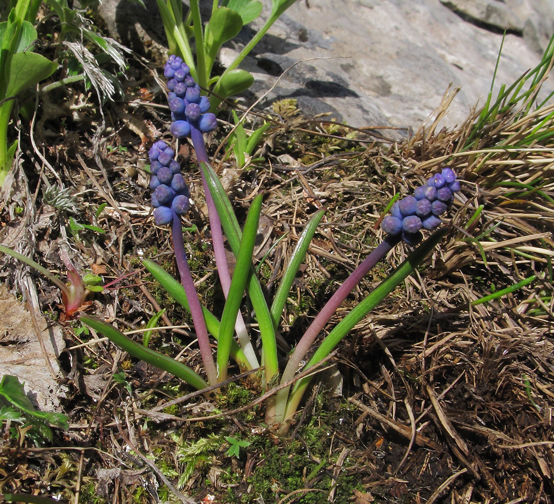 Изображение особи Pseudomuscari coeruleum.