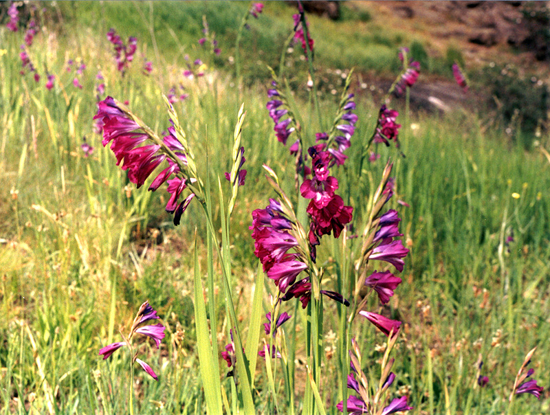 Image of Gladiolus imbricatus specimen.