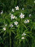 Anemone caerulea