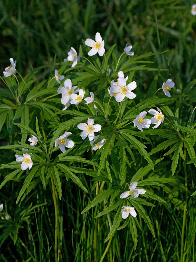 Изображение особи Anemone caerulea.