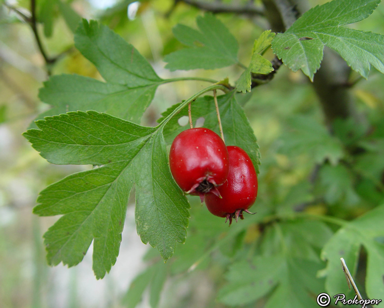 Image of Crataegus monogyna specimen.