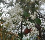 genus Ligustrum