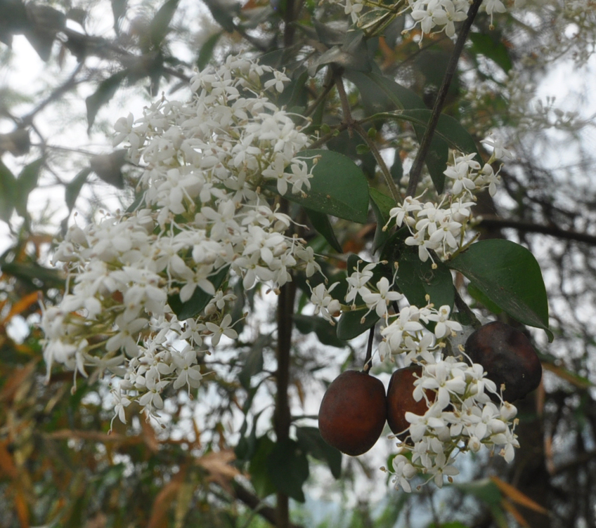 Изображение особи род Ligustrum.