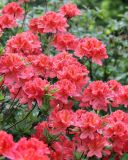 Rhododendron molle подвид japonicum. Побеги с соцветиями. Санкт-Петербург, Ботанический сад БИН РАН. 10.06.2015.